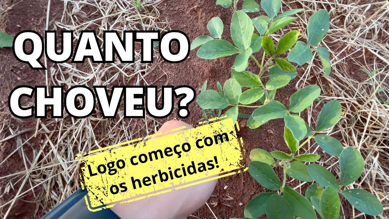 A SOJA JÁ TAVA SE ENTREGANDO… ganhamos uma chuva abençoada!!