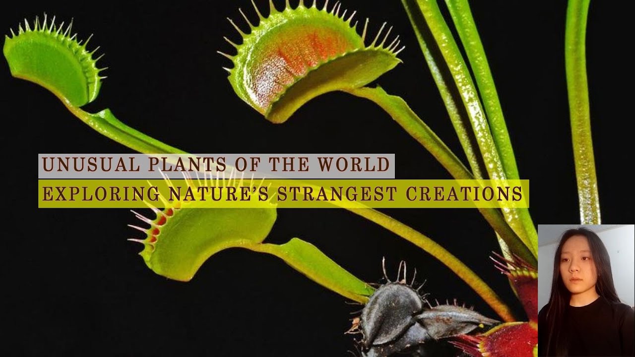 Julio Iglesias Sus Mejores Canciones 💖 Éxitos Bonitas Baladas Romanticas 2026📀