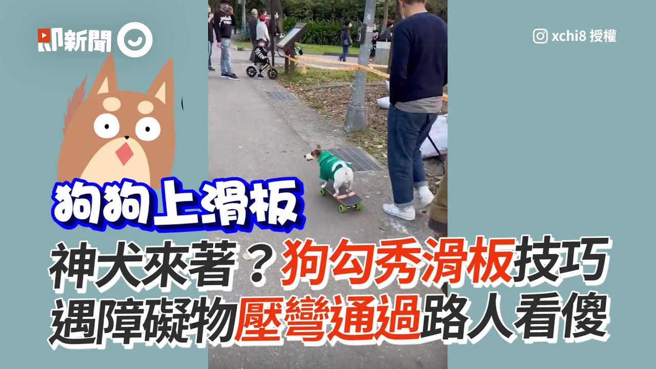 狗勾流暢玩滑板！遇障礙物還會「壓彎通過」｜神犬｜溜滑板｜精選影片
