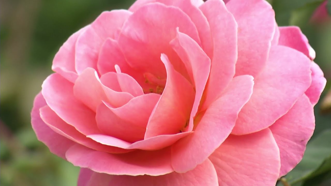Prairie Yard & Garden - Joe's Favorite Roses!