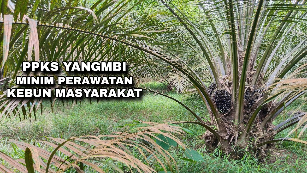 Kondisi kebun masayarakat PPKS YANGAMBI yang tak terawat