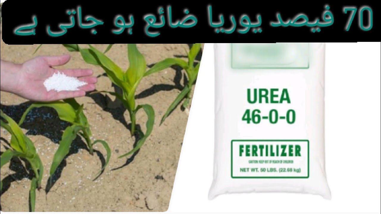 how to manage urea wastage|urea ko zaiya hone sy kesay bachaya jaye