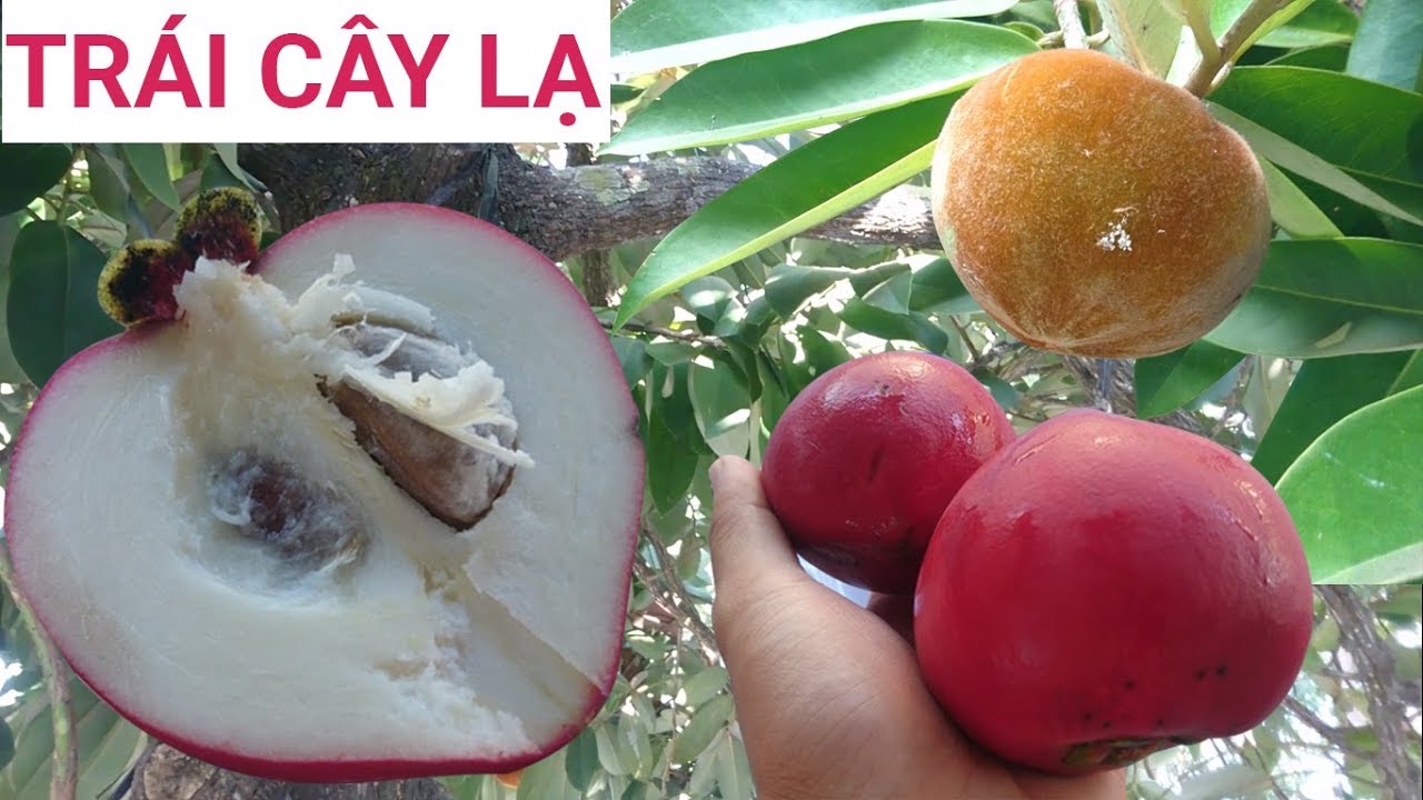 ĂN THỬ TRÁI CÂY LẠ QUÝ HIẾM Ở CHÙA BỐN MẶT | DU LỊCH MIỀN TÂY