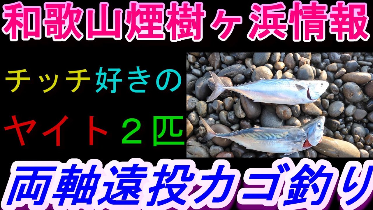 10-01　煙樹ヶ浜釣り情報・実釣編【第1413回】チッチを咥えたヤイトカツオ二匹釣りました。#ヤイトカツオ  ＃遠投カゴ釣り #和歌山・釣り #煙樹ヶ浜