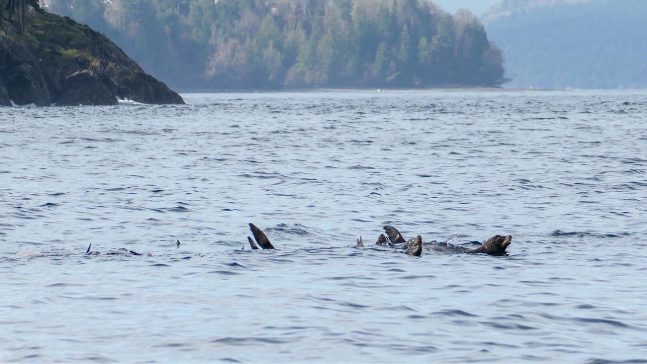 Sea Lions on the Gentle Waters of Vancouver Island ASMR
