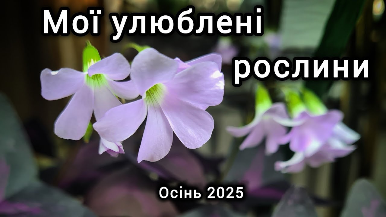 Фаворити осені. Мої УЛЮБЛЕНІ РОСЛИНИ сезону ОСІНЬ 2025.