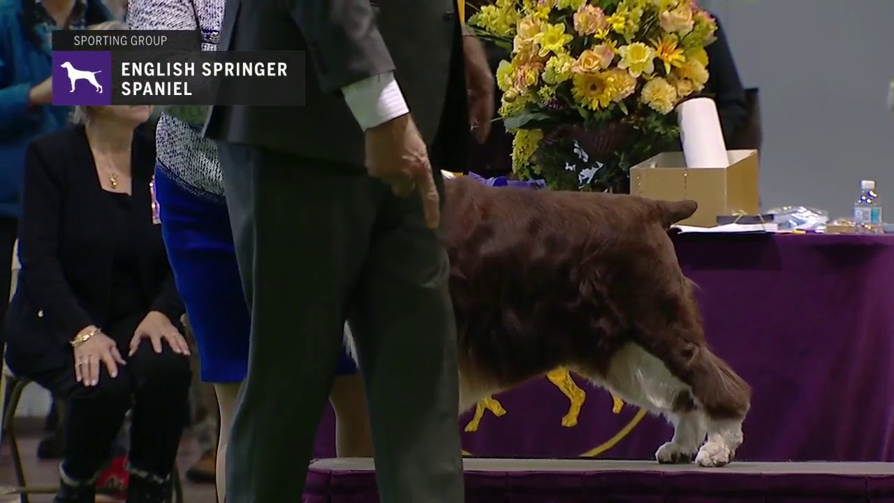Spaniels English Springer | Breed Judging 2019