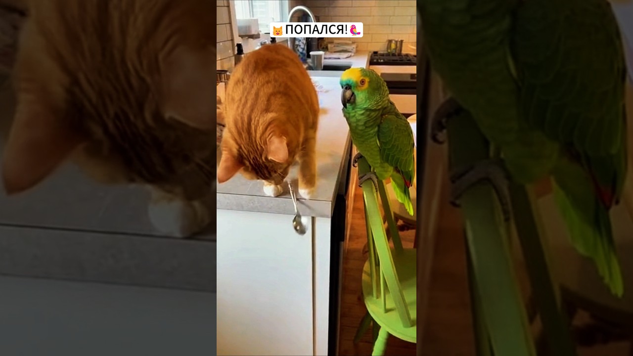 Стоять! Нарушение зафиксировано!🦜😻 #юмор #смех #viral #funny #попугай #тренды #гоша