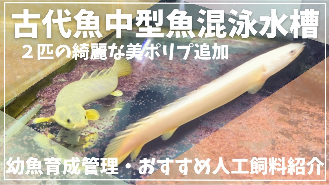 古代魚混泳水槽に新たにポリプテルス2種類追加します　＃アクアリウム　＃古代魚