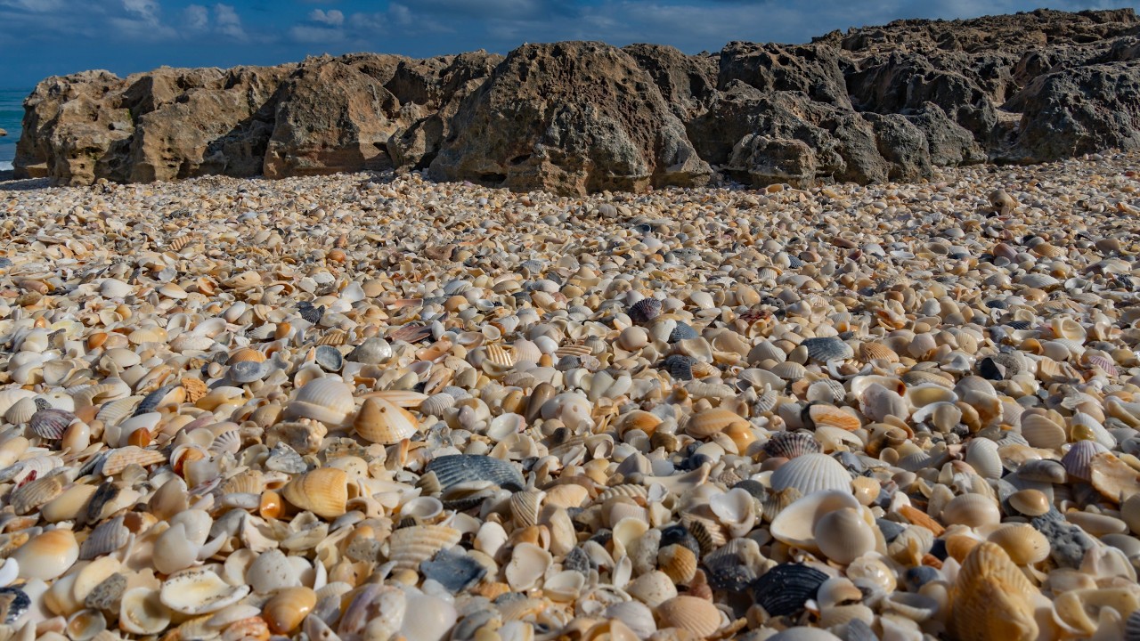 Florida Shelling at the Shell Piles - Hutchinson Island!