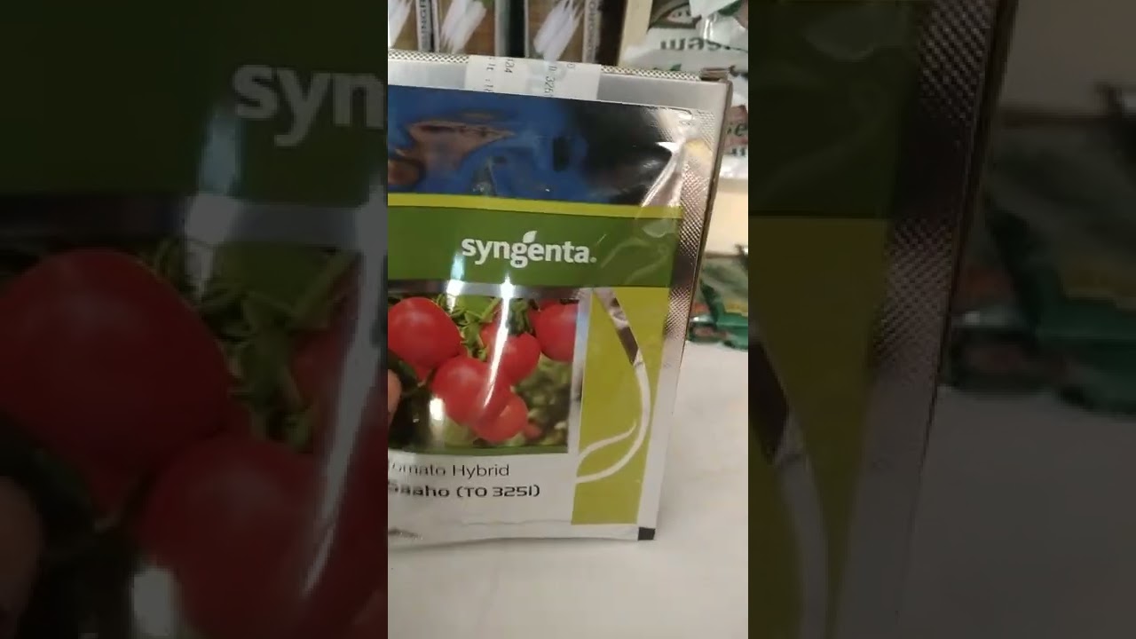 tomato variety | Saaho | Syngenta