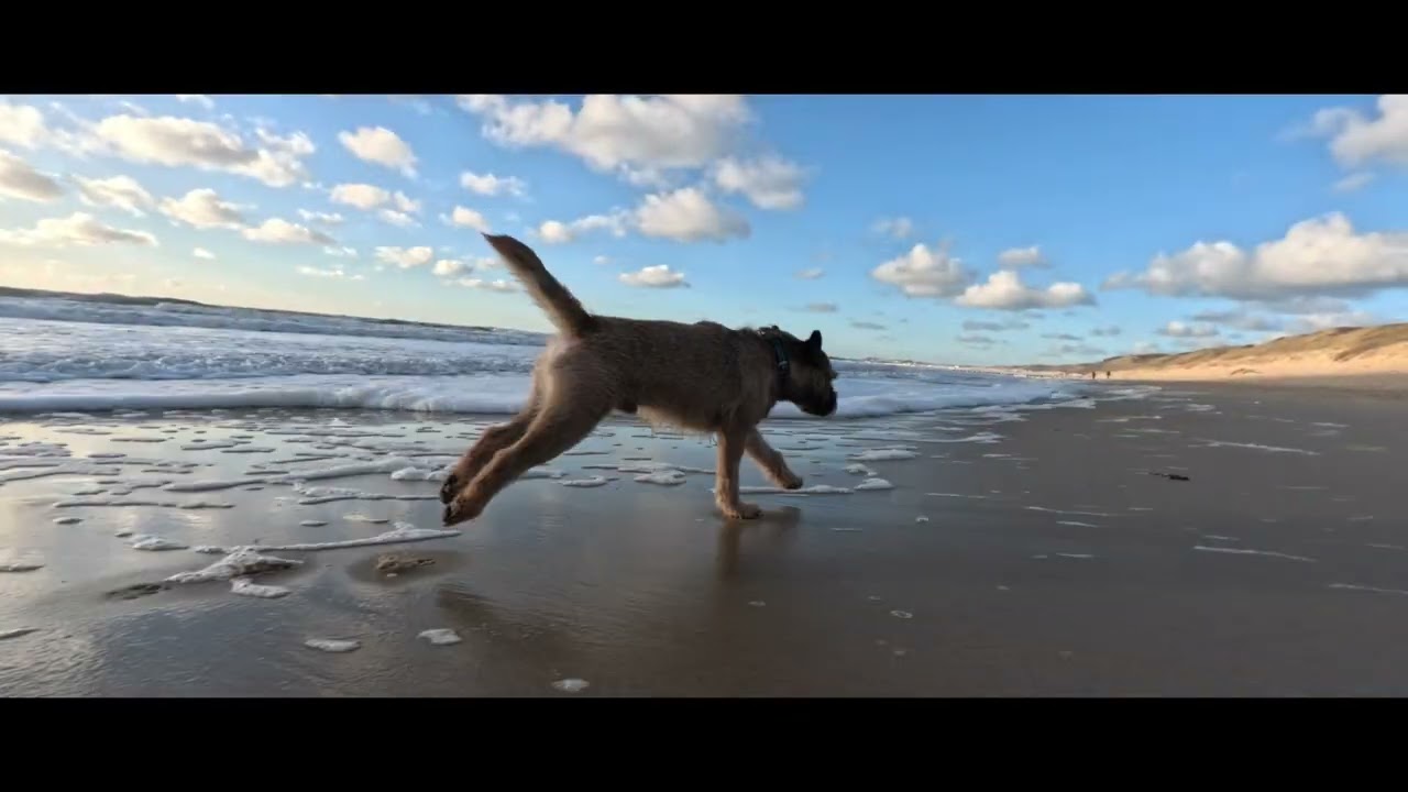BORDER TERRIER WOODY on the beach in Zoutelande