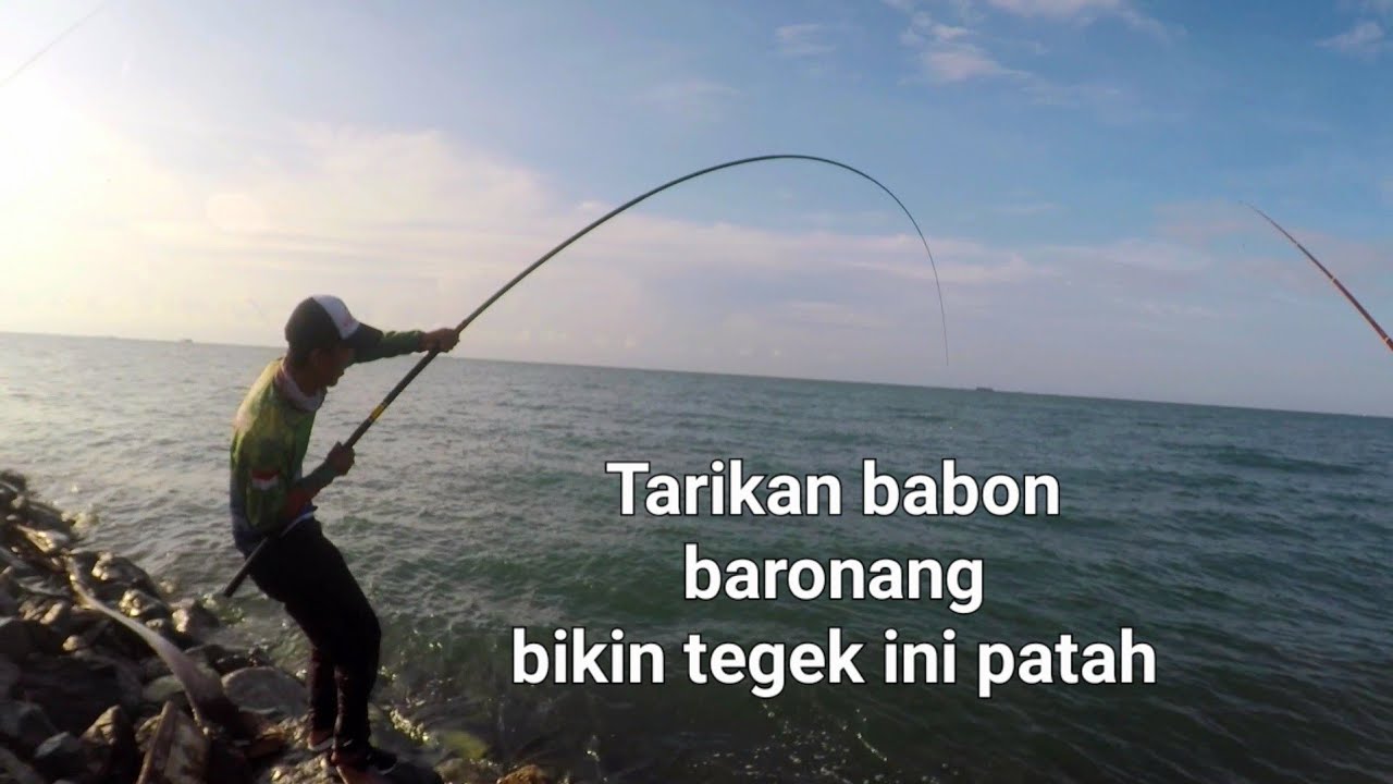 Tegek Rabbit Patah Karena Mencoba Mengangkat Baronang Babon #GarongerBalikpapan #rabbitfishfishing