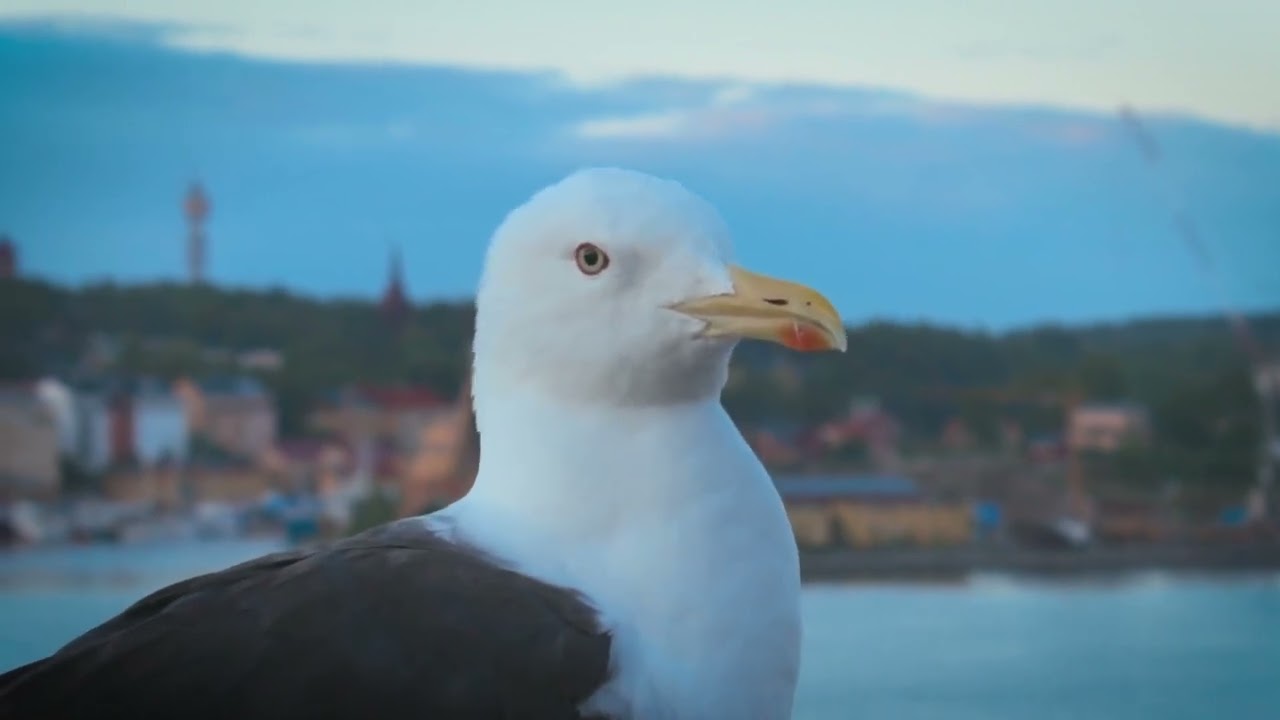 Seagulls: Masters of Flight and Survival