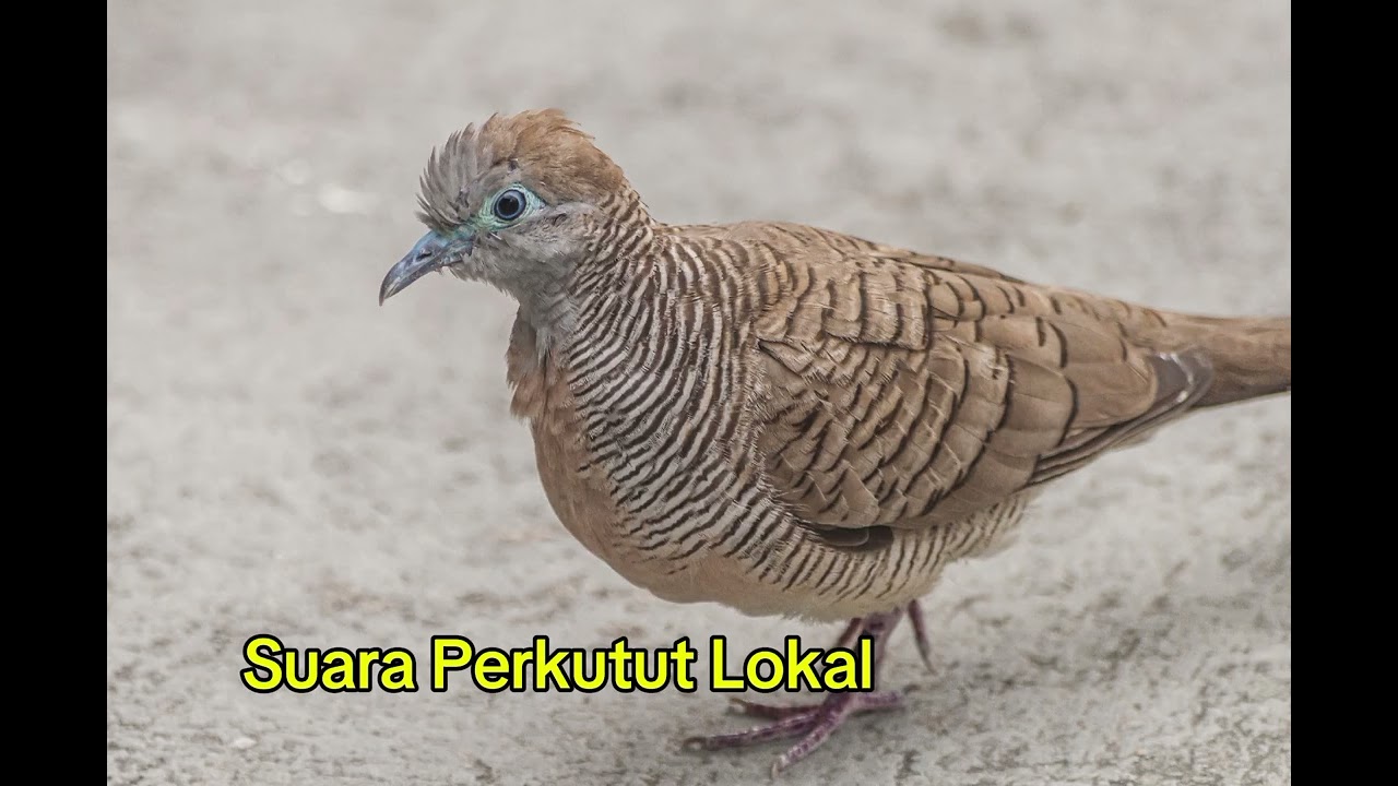SUARA PERKUTUT LOKAL COCOK BUAT PANCINGAN BUNYI