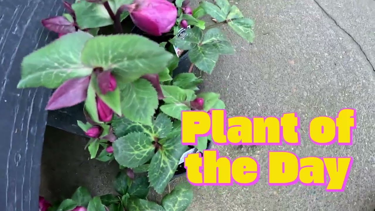 #plantoftheday