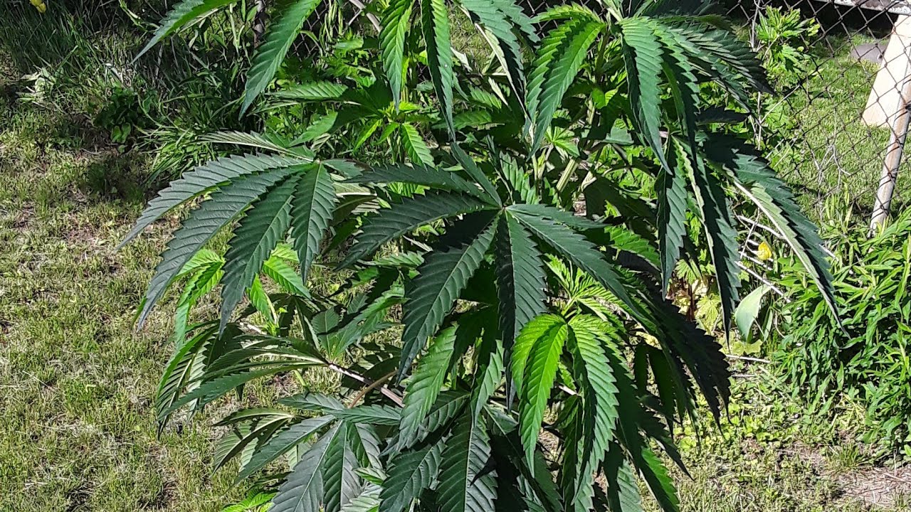 OUTDOOR GROW