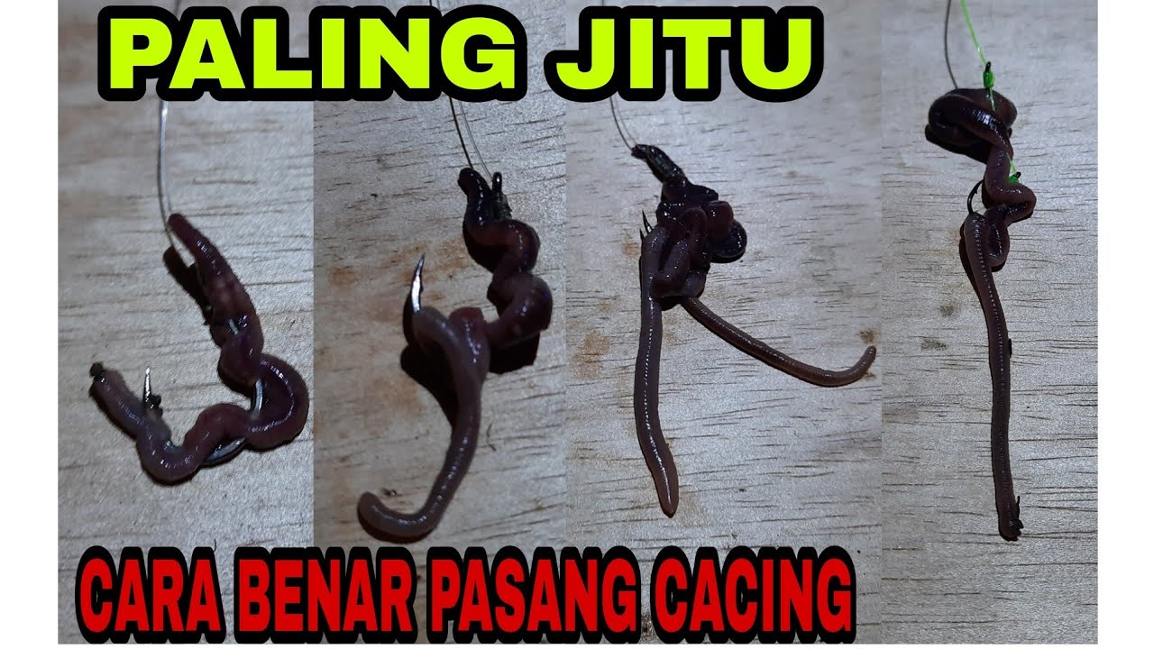TIPS CARA PASANG UMPAN CACING PADA MATA KAIL