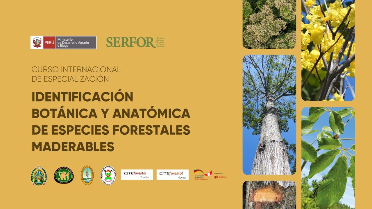 🔴Curso internacional &ldquo;Identificaci&oacute;n bot&aacute;nica y anat&oacute;mica de especies forestales&rdquo; - M&oacute;dulo II