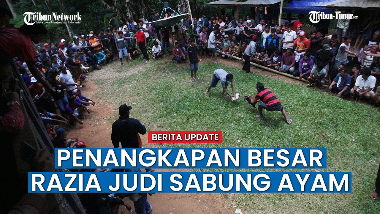 Polisi Gerebek Judi Massal Sabung Ayam dan Dadu di Toraja Utara
