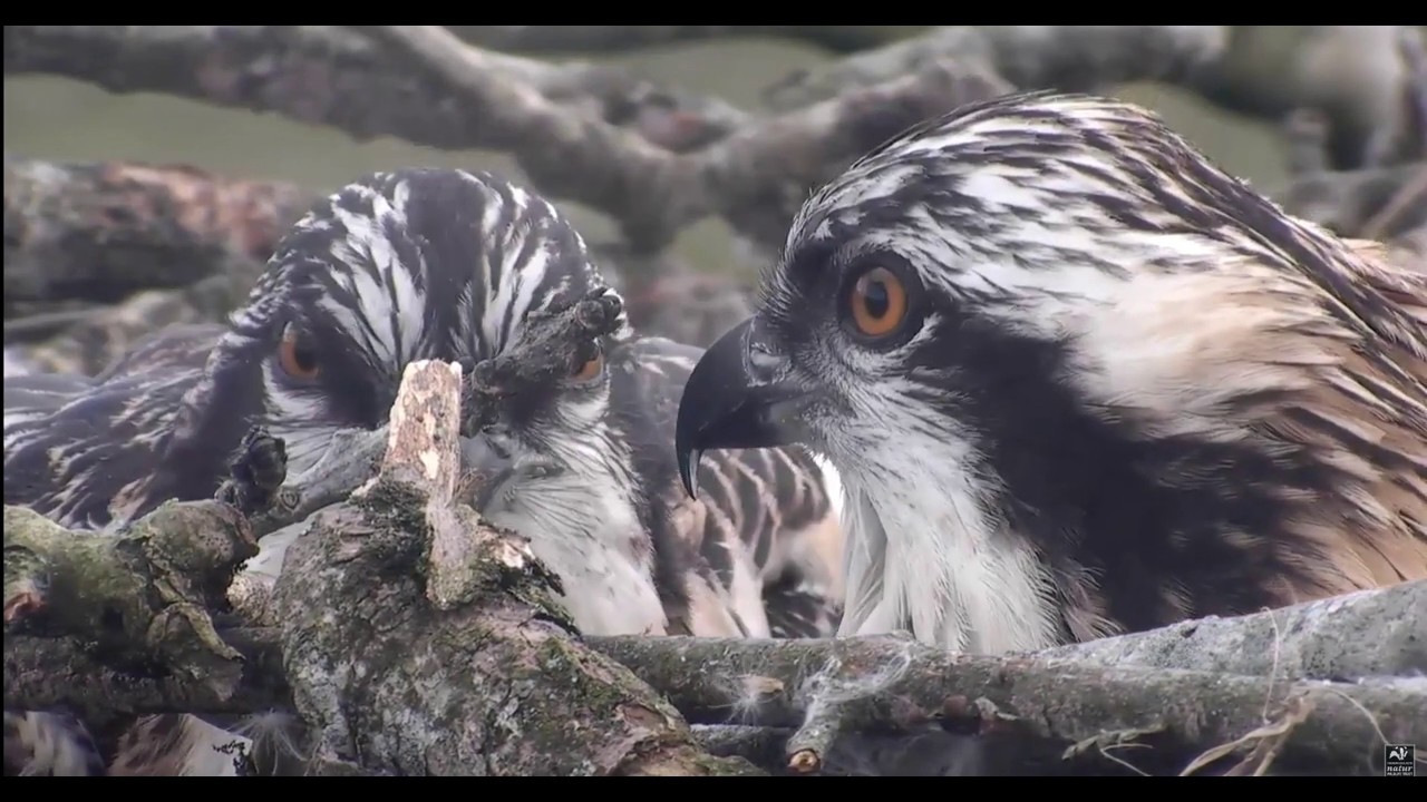 ~ Dyfi Osprey Project - Rybołowy - Piękne zbliżenia i karmienie ~ 11/07/2020