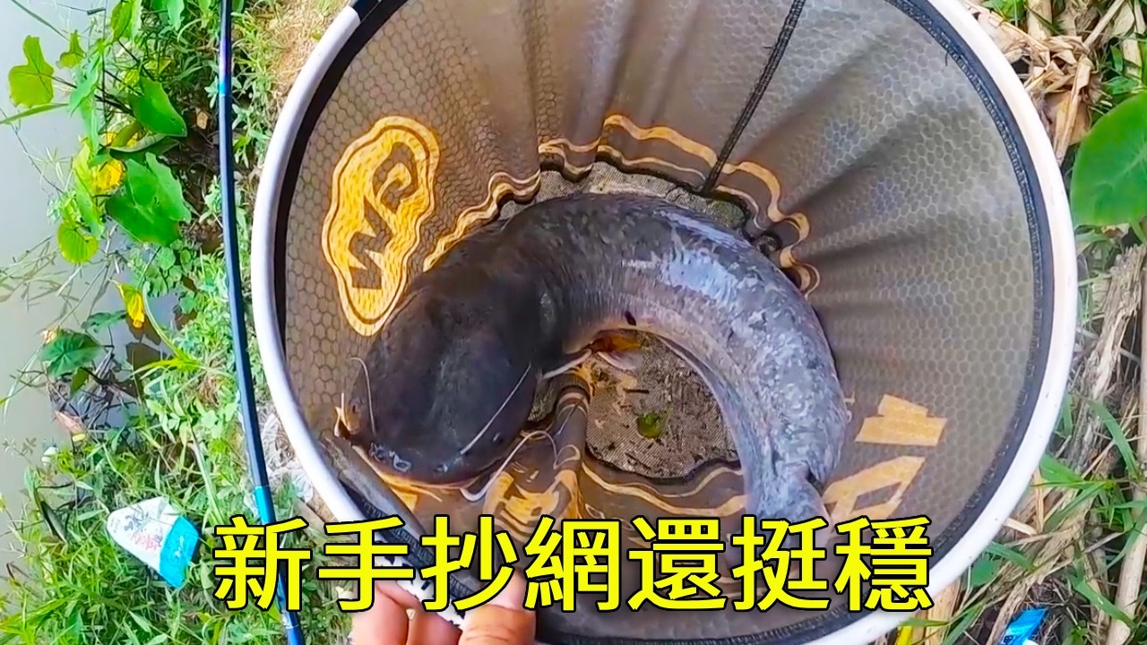 又帶一個新手入坑，悟性很高，抄魚用的很穩！【野釣長空】 #釣魚人  #野釣