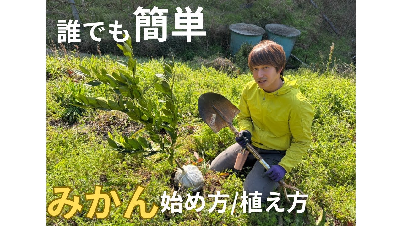 誰でも簡単！みかんの苗木/植え方・始め方