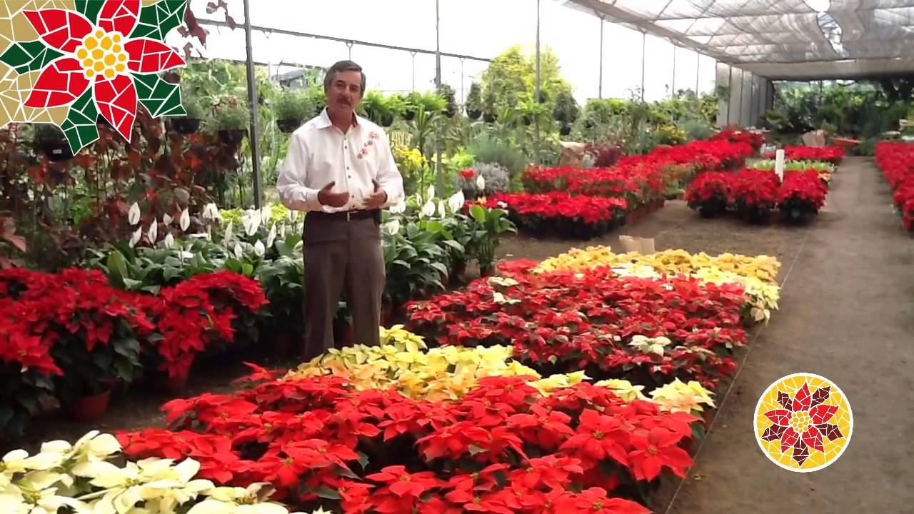Nochebuena Cuetlax&oacute;chitl - Presente, Pasado y Futuro - Poinsettia