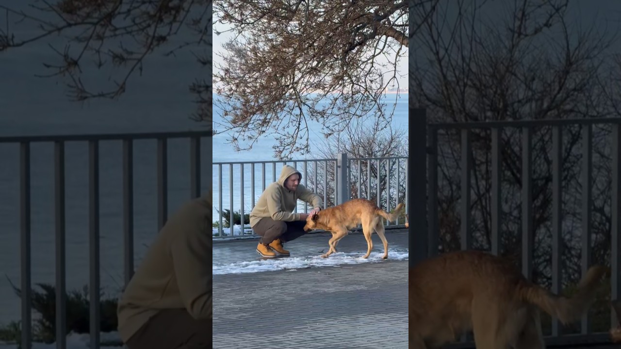 Кормим бездомую собачку 🥺