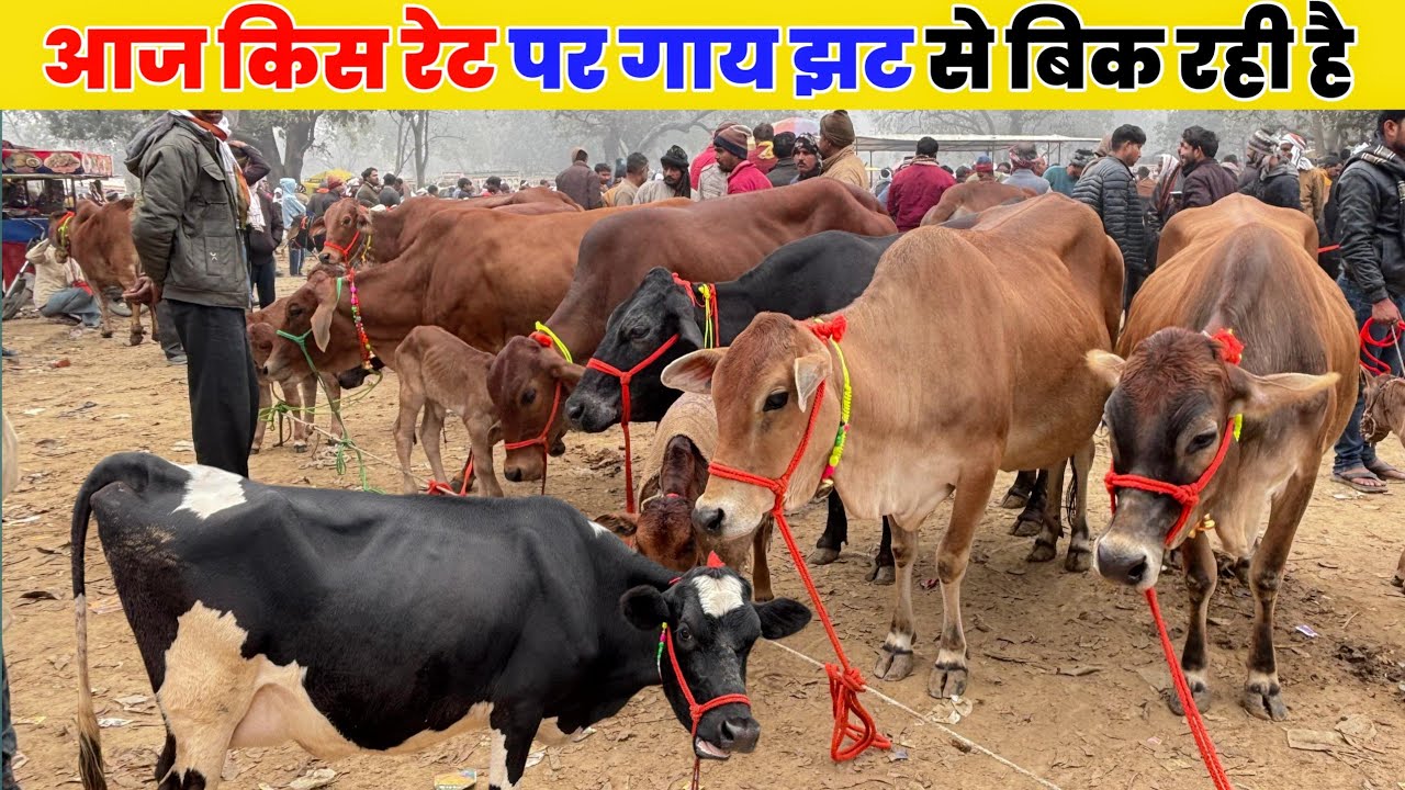 आज किस रेट पर गाय झट से बिक रही है सौरई पशु मंडी |saurai gay ki Mandi Kaushambi UP