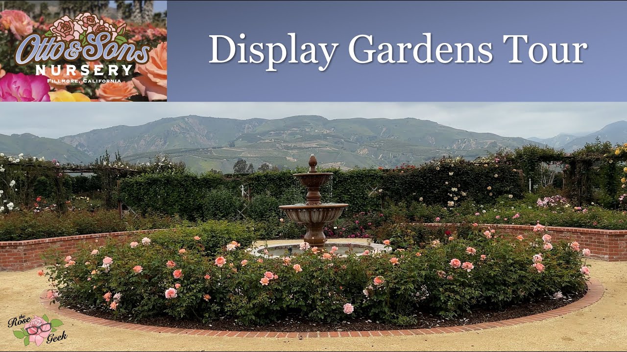 🌹 Otto & Sons Nursery Display Garden Tour | HUGE Roses, Celebrity Garden, Fountain & Bird Sounds
