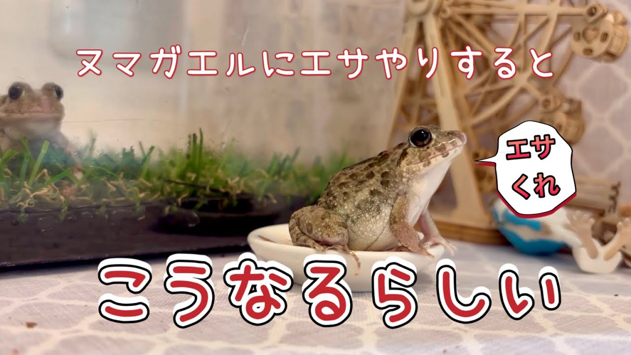 ヌマガエルのエサやりは難し過ぎて、楽し過ぎる