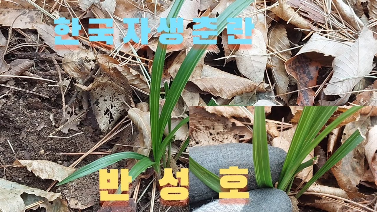 #난초 산행에서#반성호를 만났습니다#난초랑