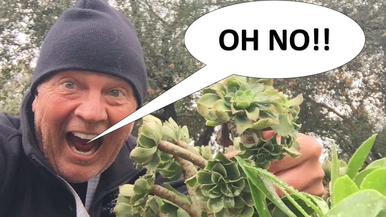 Aeonium arboreum problems - 4 common problems with our succulent, Coto de Caza
