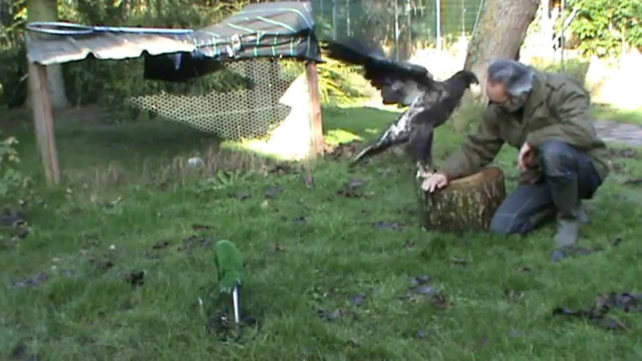 Basic training with Young Steller eagle.