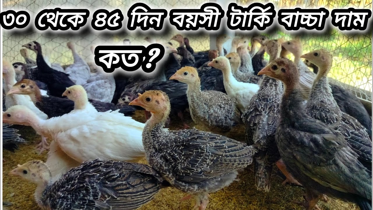 বর্তমান টার্কি মুরগির দাম জানুন/ ৩০ থেকে ৪৫ দিন বয়সের টার্কি মুরগী পালন /০১৭১১৯৮৪৩৪৯