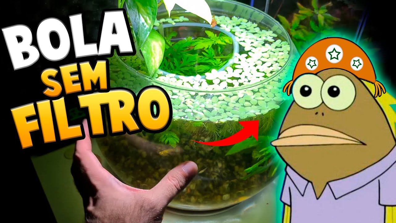 Aquário Fácil sem Filtro: Atualização do Aquário Bola de Cristal 🔮