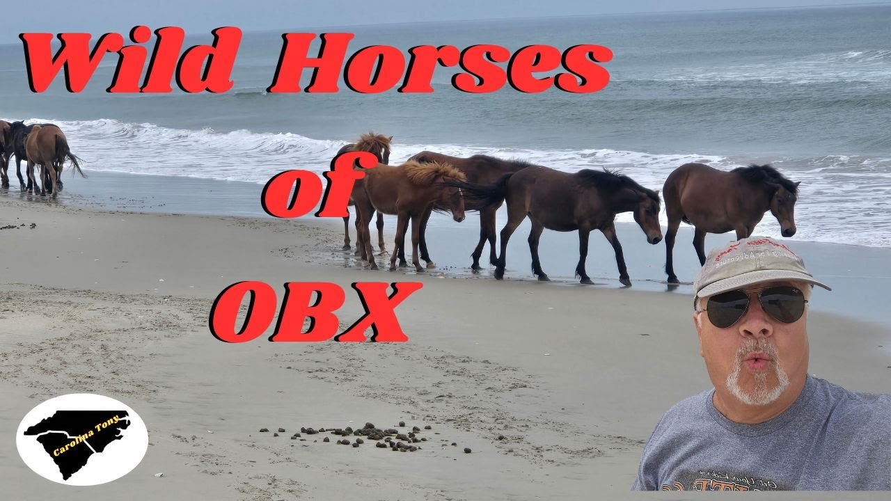 The  Wild Horses Of The Outer Banks