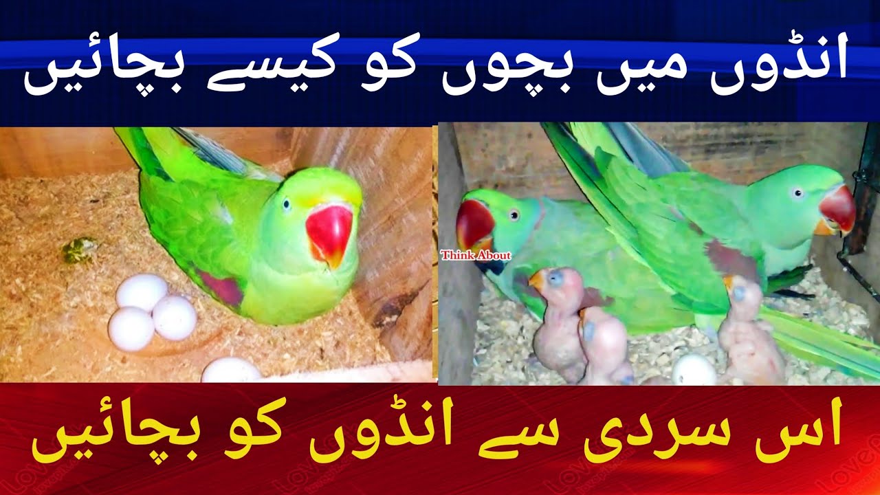 Raw Parrots RingNeck Parrots Breeding Problem. اس سردی میں انڈوں اور بچوں کو کیسے بچائیں