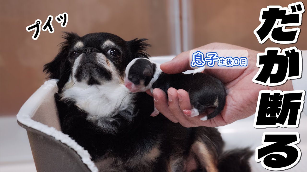 【チワワ】 育児放棄してしまったお母さんチワワが、再び母性を取り戻した姿にとても感動しました😭😭😭【ブリーダー】