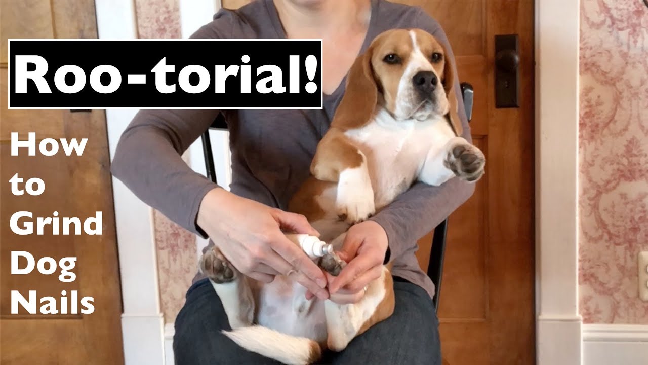 How to grind dog nails! Dremeling dog nails with Roger the Beagle!