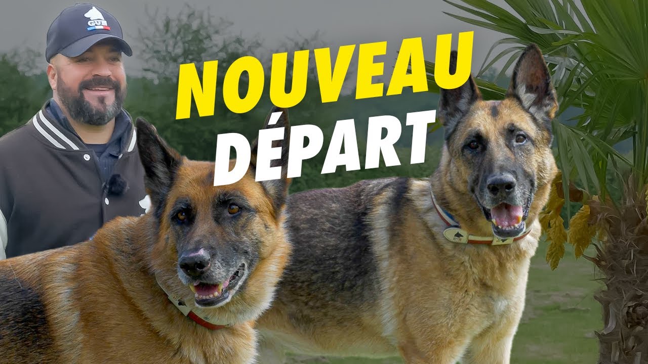 Nouveau départ avec ses 2 Bergers Allemands de 8 et 10 ans !