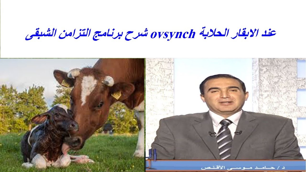 شرح برنامج التزامن الشبقى ovsynch عند الابقار الحلابة