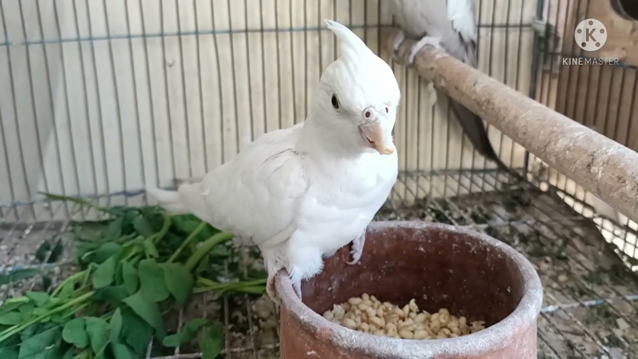 تجربتى الصعبه مع الالبينو