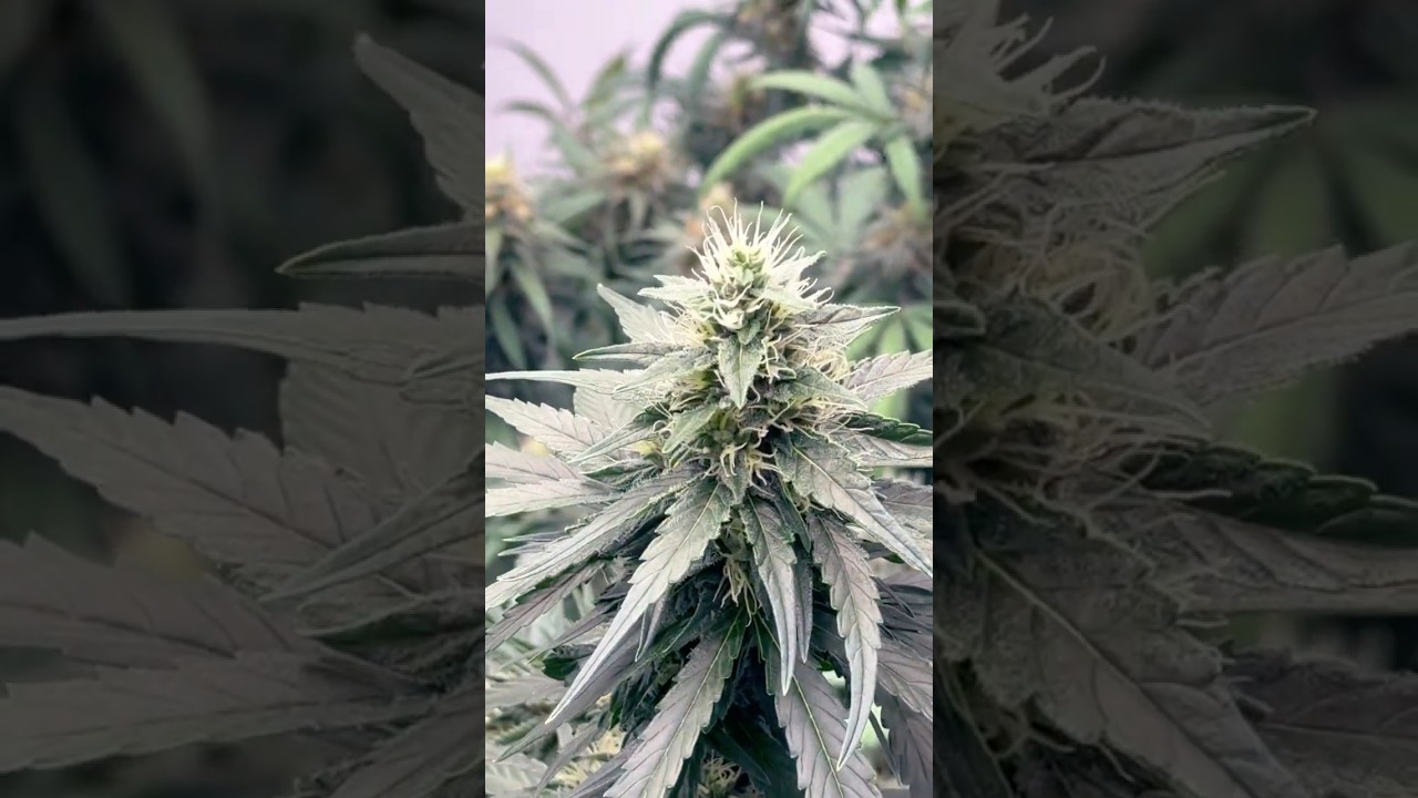 OG Kush from White label seeds 😇 #420 #cannabiseducation #plantcare