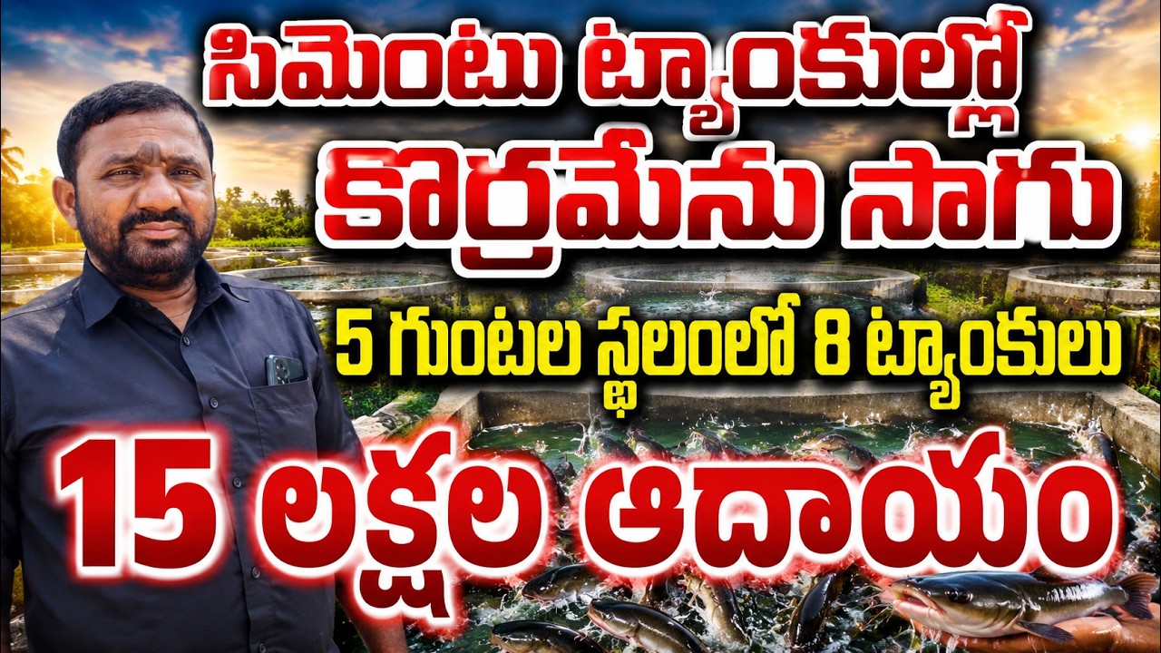 కొర్రమీను పెంపకంతో 15 లక్షల ఆదాయం | koramenu fish farming in cement tanks