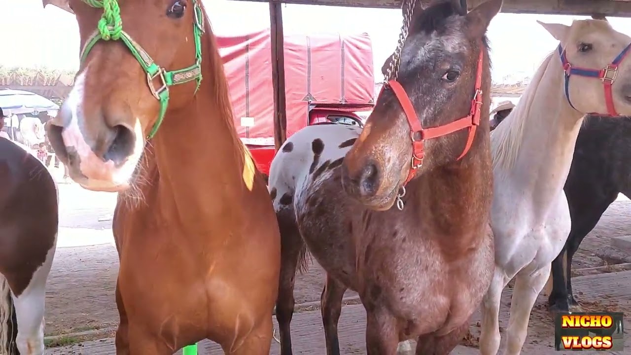 TREMENDOS CABALLOS HOY MARTES 10 DE MARZO DEL 2026-PLAZA GANADERA RANCHO LAS TABLAS.