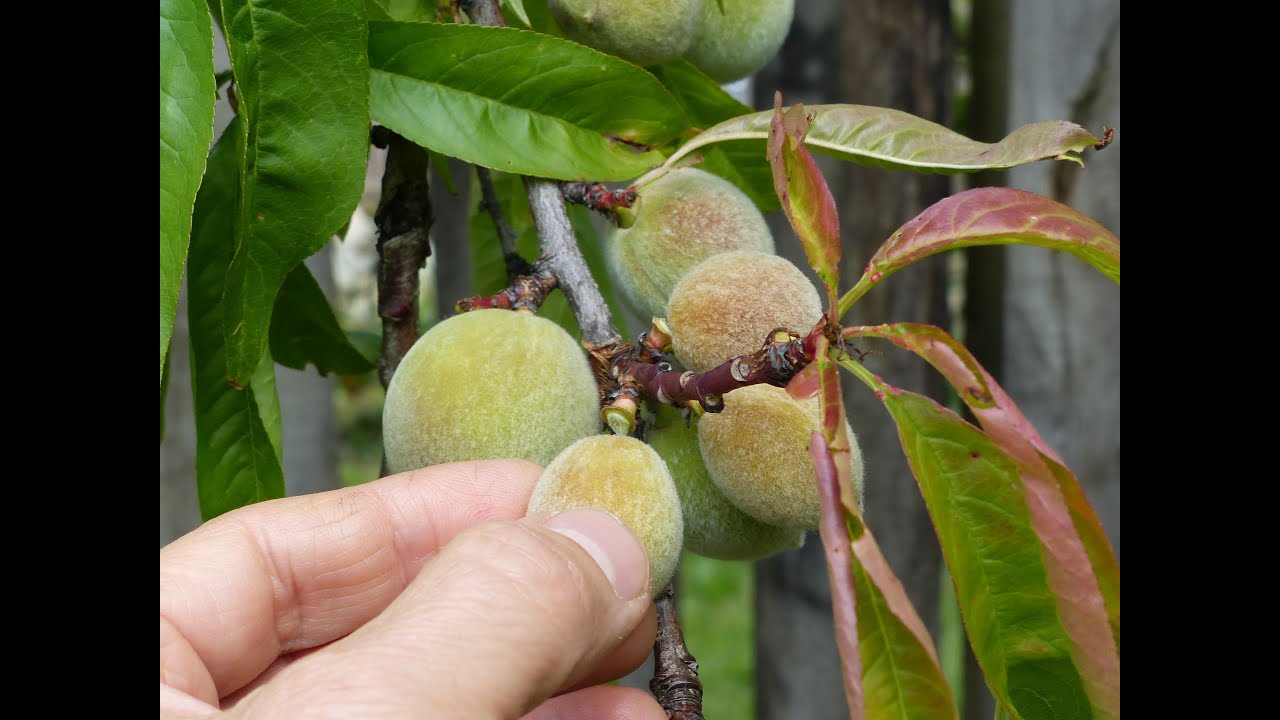 Éclaircir un pêcher