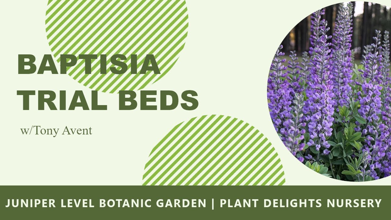 Baptisia Trial Beds - Plant Delights Nursery/Juniper Level Botanic Garden