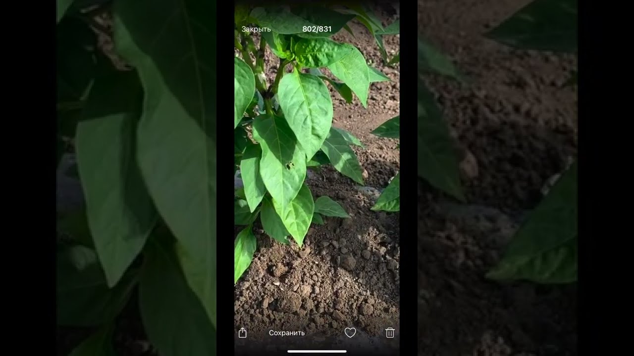 Сделай профилактику вершинки на перце